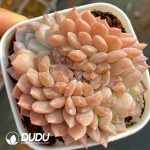 Echeveria Red Amber Cristata - Image 2