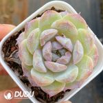 Echeveria Snow Shower