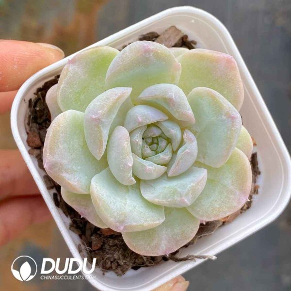 Echeveria Snow Shower - Image 2