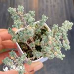 Dicrocaulon Ice Crystal