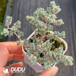 Dicrocaulon Ice Crystal - Image 2