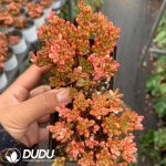 Aeonium sedifolium f. Variegated