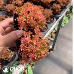 Aeonium sedifolium f. Variegated - Image 2