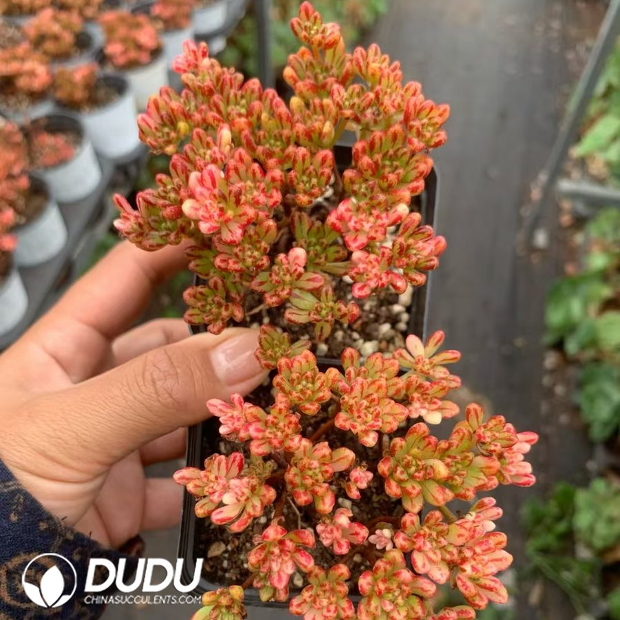 09081D70 Aeonium sedifolium f. Variegated - Image 1