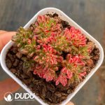 Aeonium sedifolium f. Variegated