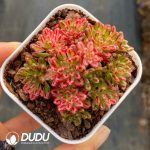 Aeonium sedifolium f. Variegated - Image 2
