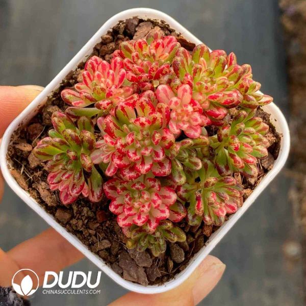 Aeonium sedifolium f. Variegated - Image 2