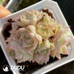 Echeveria Pandora
