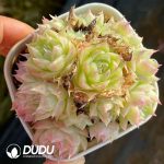Echeveria Pandora - Image 2