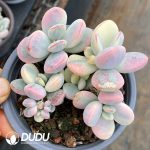 Cotyledon Orbiculata cv Variegated