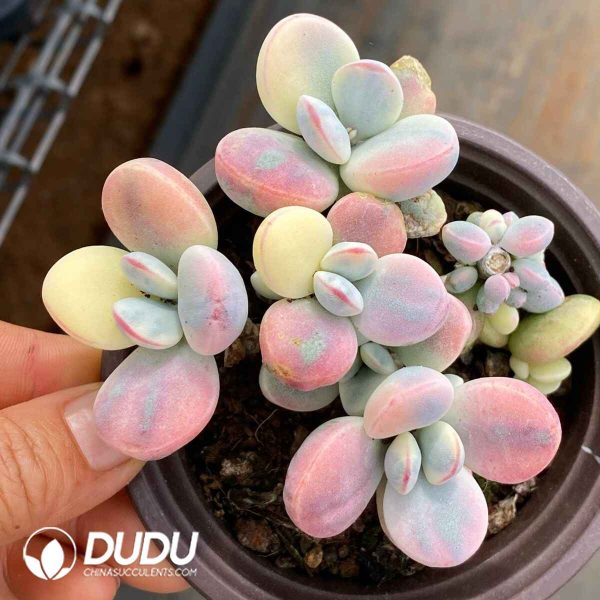 Cotyledon Orbiculata cv Variegated - Image 2