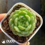 Echeveria Bulb Jenny
