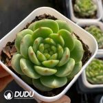 Echeveria Bulb Jenny - Image 2