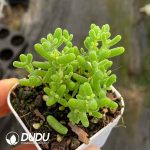 Dicrocaulon Tangerine Candy Balls - Image 2