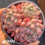 Echeveria Pretty