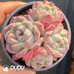 Echeveria Pretty - Image 2