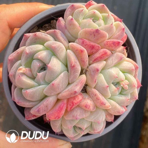 Echeveria Pretty - Image 2