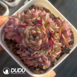 Echeveria Amethyst Jenny