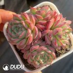 Echeveria Amethyst Jenny - Image 2