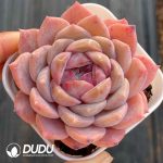 Echeveria Red Amber