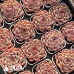 Echeveria Red Amber - Image 2