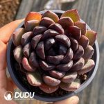 Echeveria Black Warrior