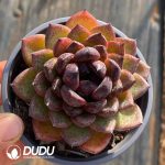 Echeveria Black Warrior - Image 2