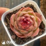 Echeveria Moon Goddess