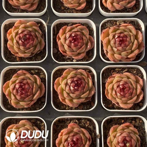 Echeveria Moon Goddess - Image 2