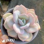 Echeveria Milk Tea