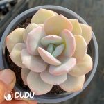 Echeveria Milk Tea - Image 2