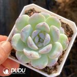 Echeveria Frosting