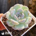 Echeveria Frosting - Image 2
