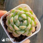 Echeveria Snow Jenny