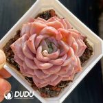 Echeveria Grace