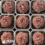 Echeveria Grace - Image 2