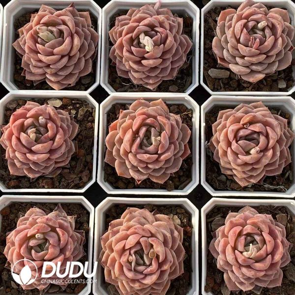Echeveria Grace - Image 2