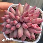 Echeveria Goldfish Princess double head