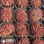 Echeveria Goldfish Princess double head - Image 2