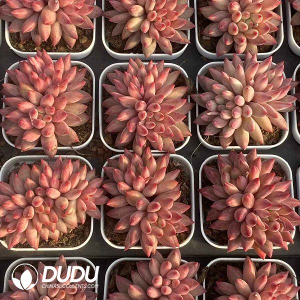 Echeveria Goldfish Princess double head - Image 2