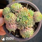 Echeveria Little Red Coat Cluster