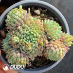 Echeveria Little Red Coat Cluster - Image 2