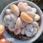 Echeveria Pink Rabbit double head