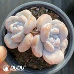 Echeveria Pink Rabbit double head - Image 2