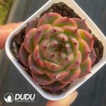 Echeveria Summer