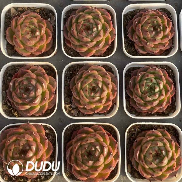 Echeveria Summer - Image 2
