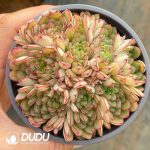 Echeveria Cinderella Cluster