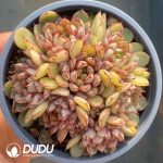 Echeveria Cinderella Cluster - Image 2