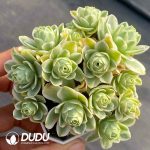 Aeonium Mountain Rose Variegated