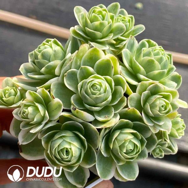 Aeonium Mountain Rose Variegated - Image 2
